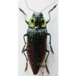 Madecassia rothschildi (Gahan, 1893) 39mm Madagascar59e